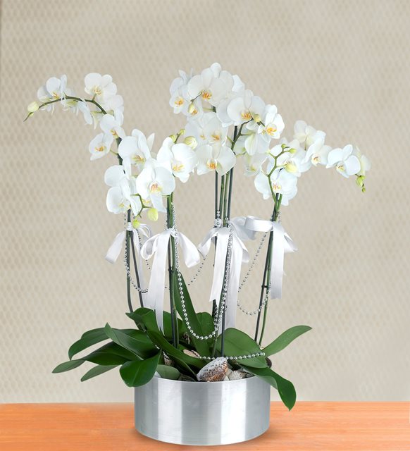 metal-modern-saksida-5-dal-beyaz-orkide